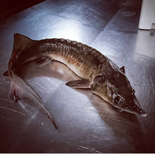 Load image into Gallery viewer, El Capricho - Sturgeon in Extra Virgin olive oil 110g